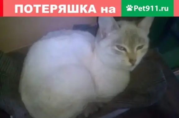 Найдена белая кошка в Волжском, ищем хозяина или новый дом