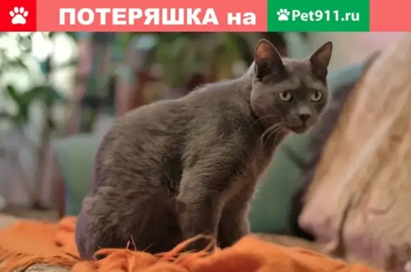 Кошки потеряшки, Заозёрск, фото: Потеряшка кот Филя, ул. Мира 9А, кв. 6.