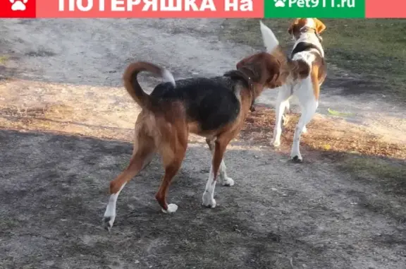 Найдены две гончие собаки в селе Лесуново, нужен хозяин