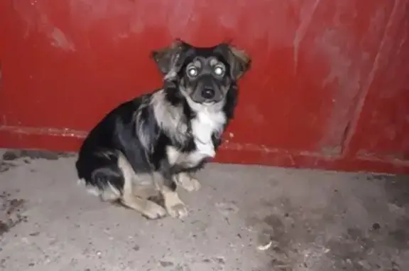 Найдена собака в районе Маяка, Пенза #НАЙДЕНА_СОБАКА