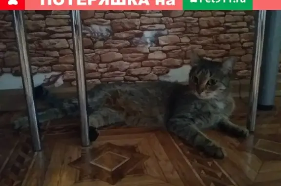 Найдена кошка на улице Ставропольской