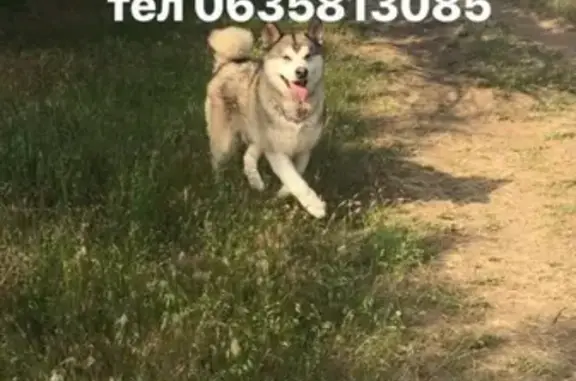 Пропала собака Макс в Первомайске, Нижегородская область