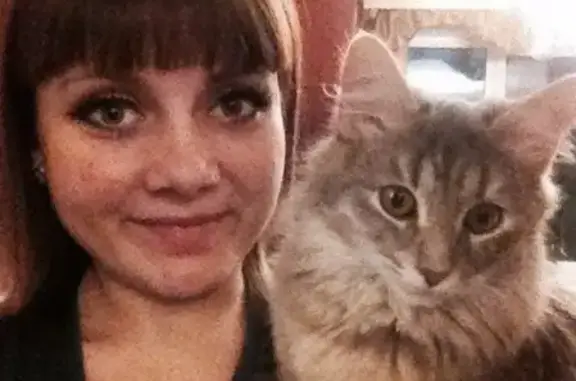 Пропала кошка в Одинцово, вознаграждение! #ОдинцовоHELP