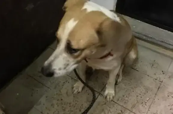 Собака найдена на Гагаринском переулочке, Москва
