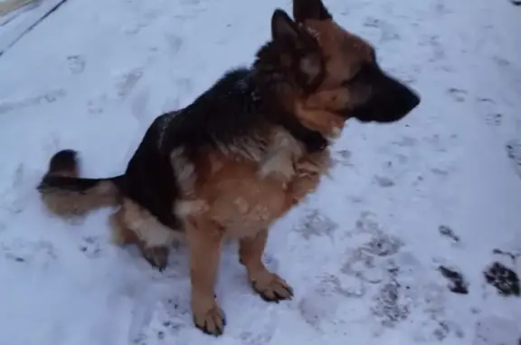 Найдена собака на Ленинской, 63!