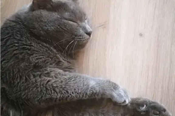 Найден кот на Амундсена-Онуфриева в Екатеринбурге
