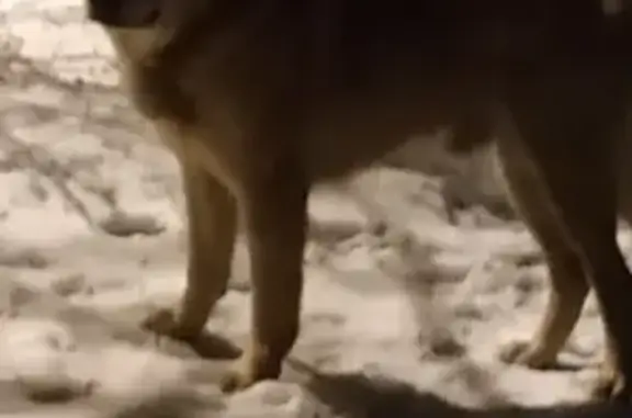 Найдена собака на ул. Большая Зуевская в Твери