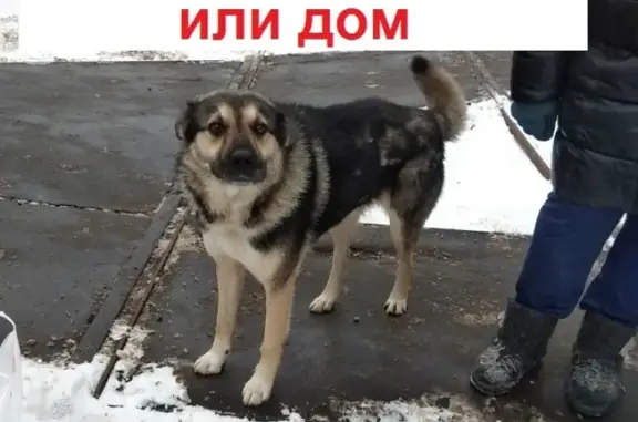 Найдена собака в Коломне, ищет дом