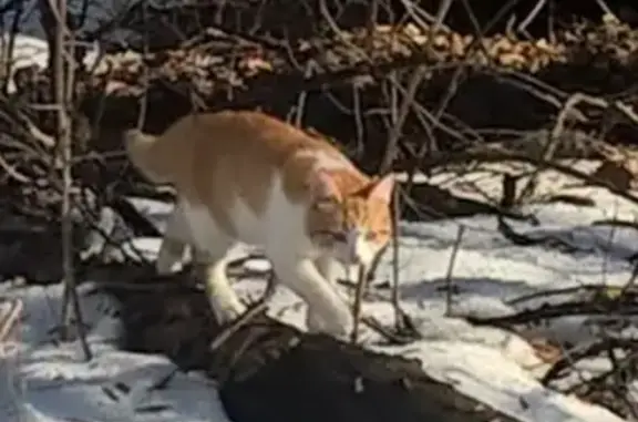 Пропала кошка Мася в Киреевском районе, Тульская область