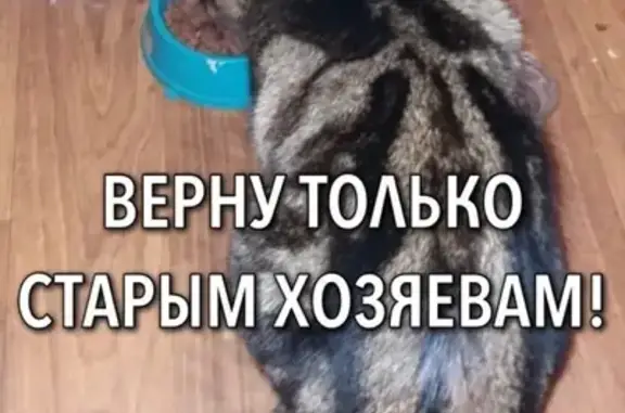 Найден кот на ул. Карьерная, Саратов