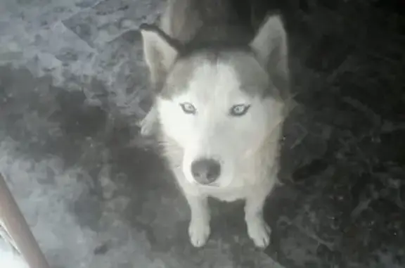 Пропала собака Хася в Белово, Кемеровская обл.
