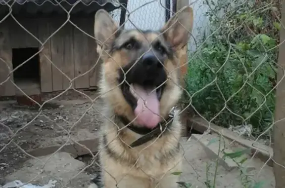 Собаки потеряшки, Виловатово, фото: Потеряшка собака овчарка в селе Виловатово