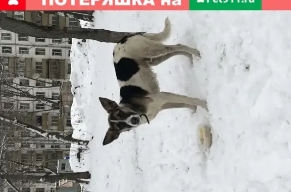 Собака на Волгоградском проспекте, боится людей