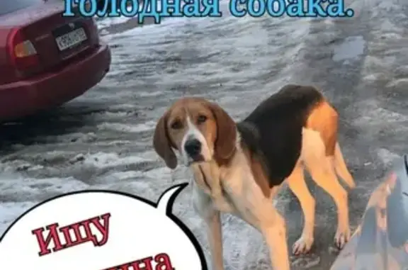 Пропала собака в Брюховецком районе, помогите найти!