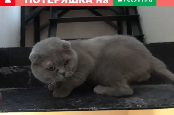 Найдена серая кошка на ул. Флотская, д. 30