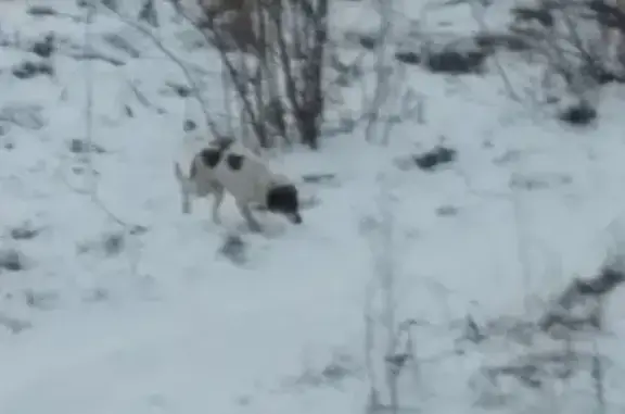 Пропала собака Бася в Костроме, район первомайского.