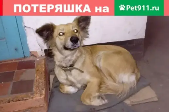 Собака найдена в пос. Молодежный, Ростовская область