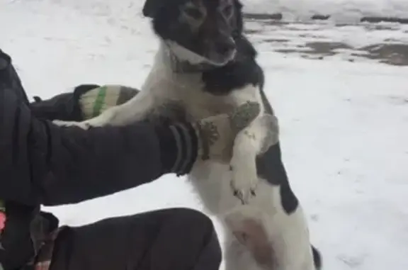 Собака найдена в п. Солнечный, Омск