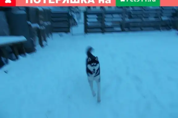Найдена собака в Солнечногорском районе МО