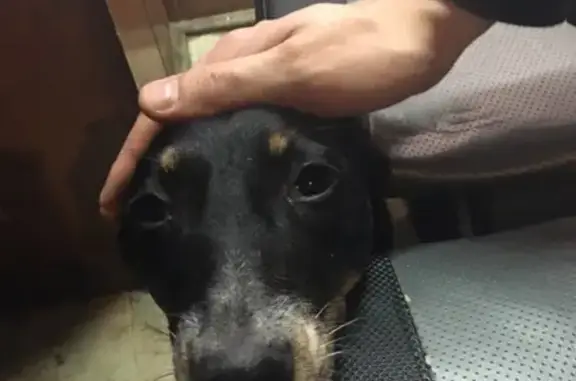Найдена собака в районе ЗАГСа в Канске