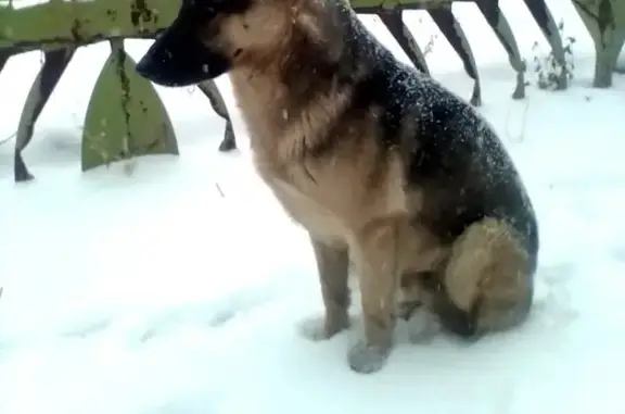 Найдена собака в Сызрани, ищем хозяина!