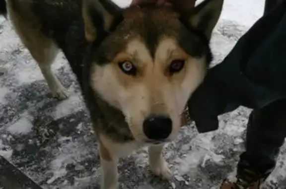 Найдена собака в Павловском Посаде, ищем хозяина
