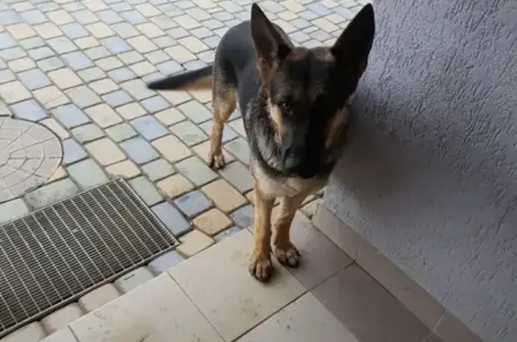 Найдена собака в зеленом ошейнике возле дома в Сочи