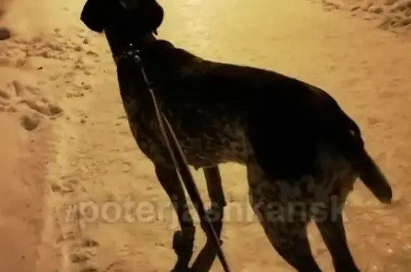Найдена собака на ул. Иванова, Академгородок