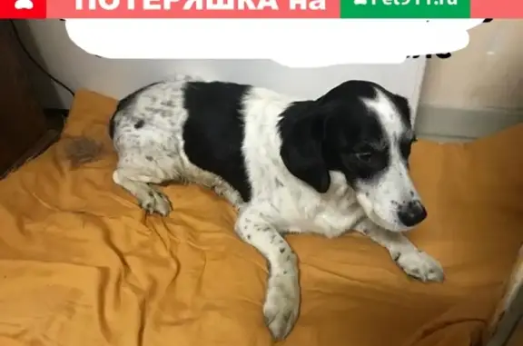 Найдена собака на Серова 45, нужна помощь