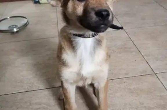 Найдена собака в Новороссийске, ищем хозяина