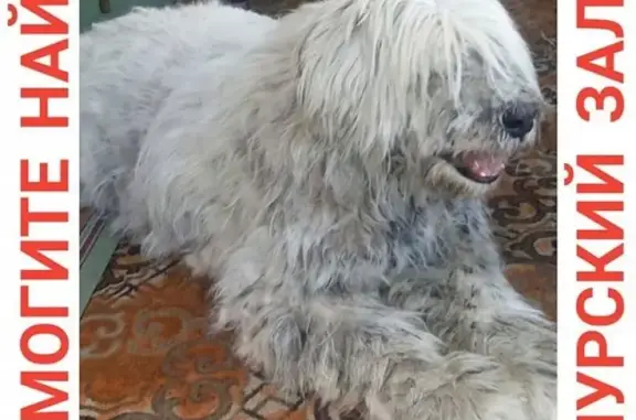 Пропала собака в Седанке, Владивосток