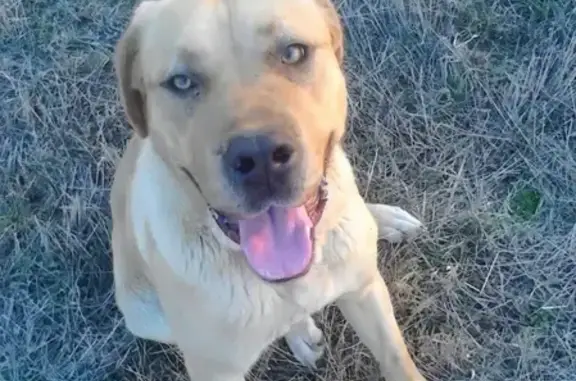 Собаки потеряшки, Репнино, фото: Потеряшка собака Ада в селе Репнино, Болховский район