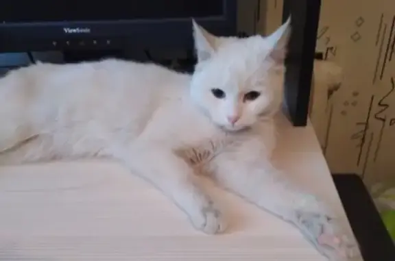 Найдена кошка в посёлке Октябрьском, Брянск