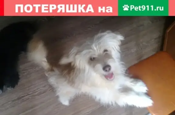 Пропала собака в Бердске, ул. Павлова, 4к1, 6 декабря, имя Широ (Ширик)