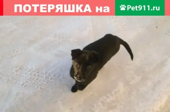 Найдена девочка-щенок черного окраса в Прокопьевске, ищем хозяина.