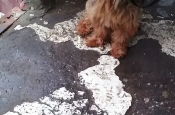 Собака найдена на Нагорной улице