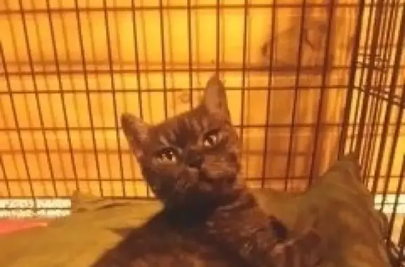 Найдена кошка в СНТ Лесная Поляна, ищем хозяев