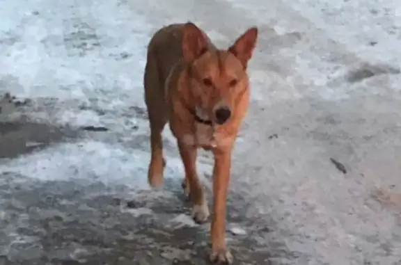 Найдена собака в Мурманске.