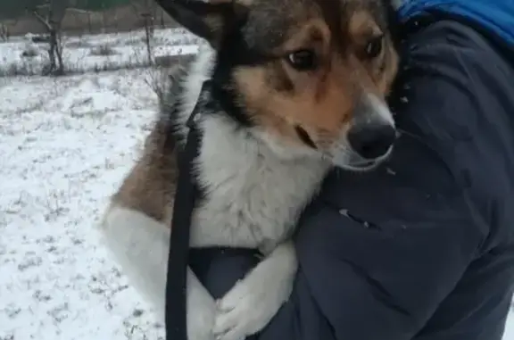 Пропала собака Серый, 5 декабря, аэродром Дракино, Протвино, Московская область