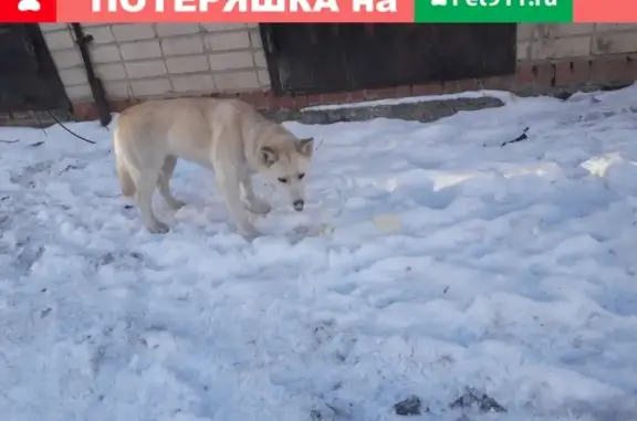 Найдена собака во дворе в Челябинске
