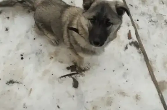 Пропал щенок Тузик в Козьмодемьянске, Республика Марий Эл