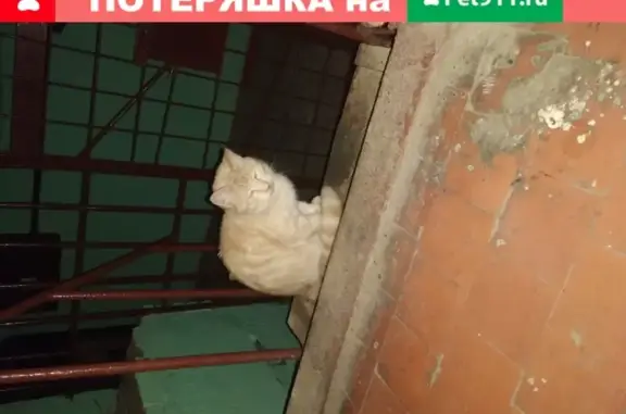 Найдена кошка на пр. Луначарского, 110