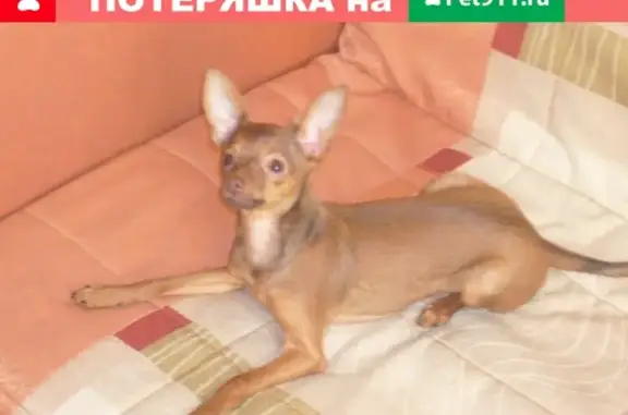 Пропала собака на ул. Кингисеппа, Луга, Россия