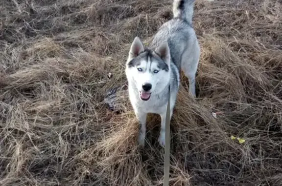 Пропала собака в Нижней Согре, Республика Хакасия
