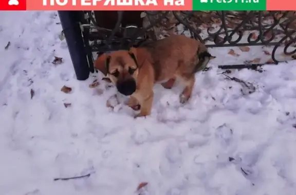 Пропала собака Октябрьский, ул. Герцена. SOS.