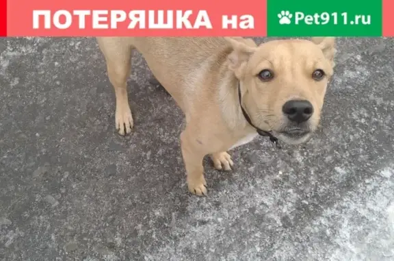 Собака найдена на пр. Стачки, Ростов-на-Дону