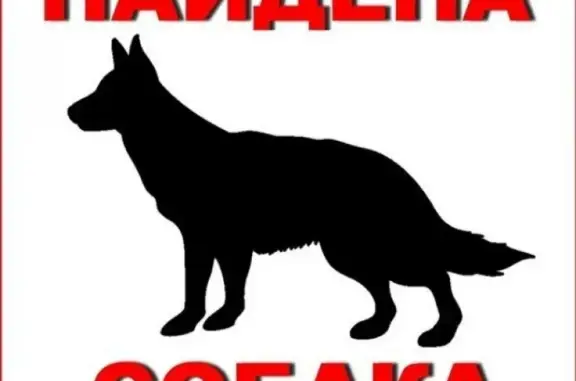 Собака найдена на Наугорском шоссе, Орёл.