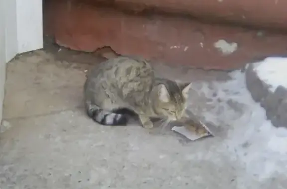 Найдена кошка на улице Жукова 7 возле магазина Продукты 24