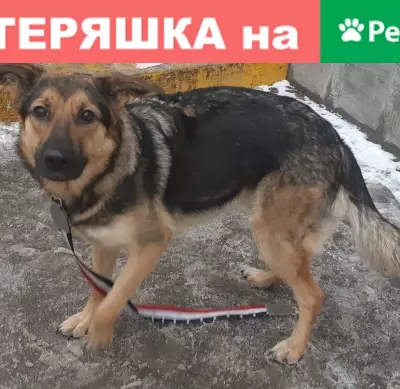 Собака на Мурановской улице, голодная и игривая