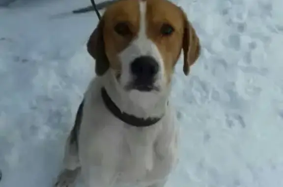 Пропала собака Байкал в Мелеузе, Республика Башкортостан